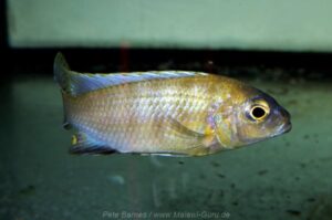 Metriaclima sp. 'patricki' Mbenji Island Galerie Metriaclima sp. 'patricki' Mbenji Island